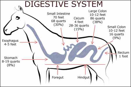 Your Horses Digestive Health – Red Angel Equine Wellness